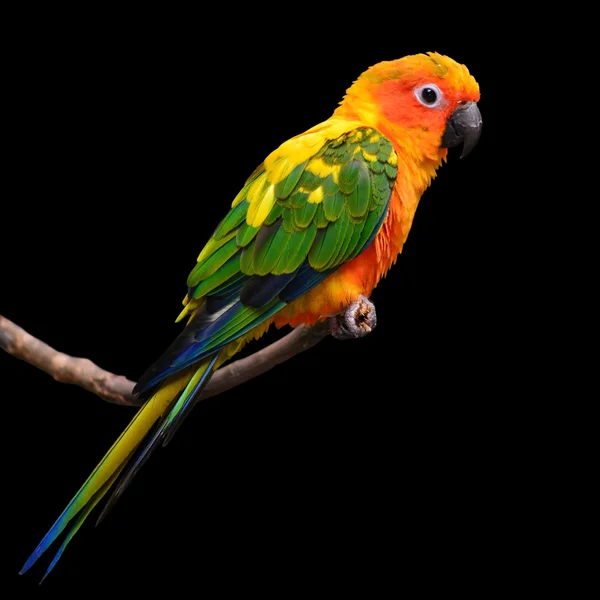 Сонячний колір папуга птах — стокове фото