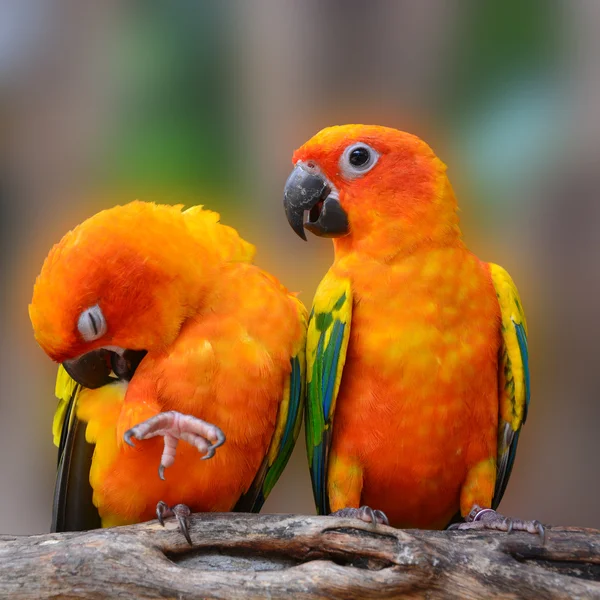 Slunce conure papoušek pták — Stock fotografie