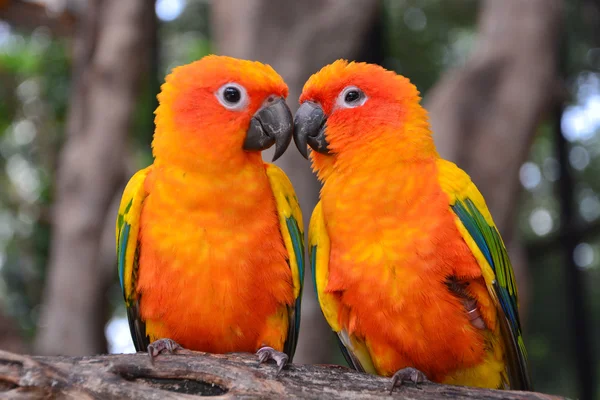 Sun Conure parrot bird — Stock Photo, Image