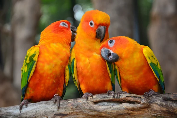 Solen conure papegoja fågel — Stockfoto