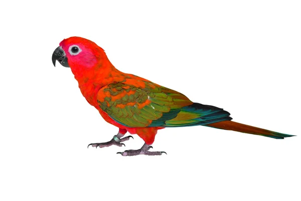 Hermoso pájaro colorido — Foto de Stock