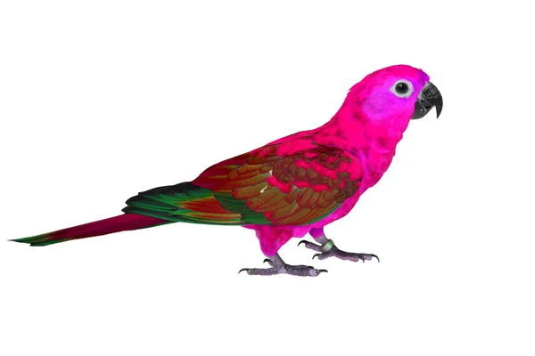 Güzel renkli kuş — Stok fotoğraf