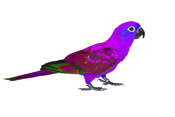 Hermoso pájaro colorido —  Fotos de Stock