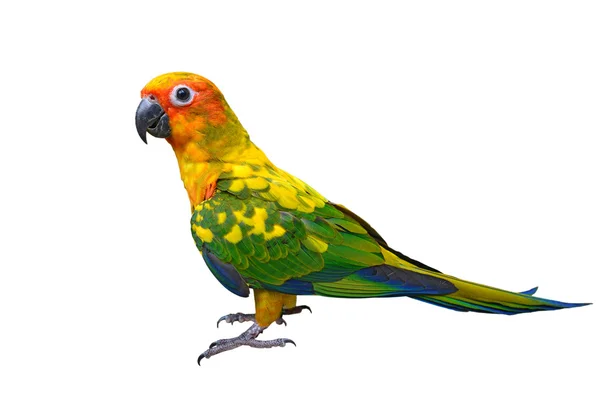 Sonne conure Papageienvogel — Stockfoto