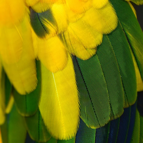 Słońce conure papuga ptak — Zdjęcie stockowe