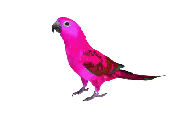Gyönyörű színes madár — Stock Fotó