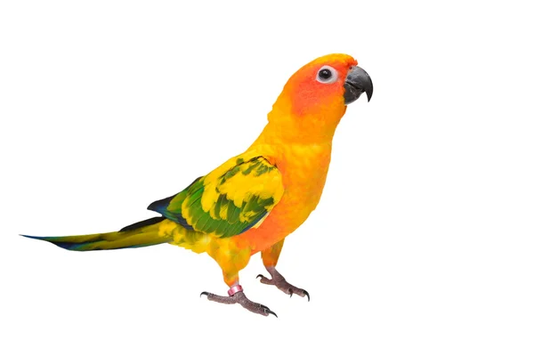 Sun conure πουλί παπαγάλος — Φωτογραφία Αρχείου