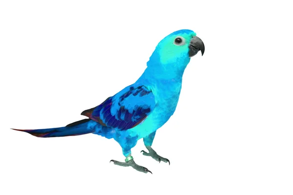 Vacker färgglad fågel — Stockfoto