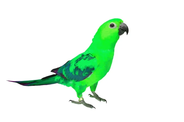 Hermoso pájaro colorido — Foto de Stock