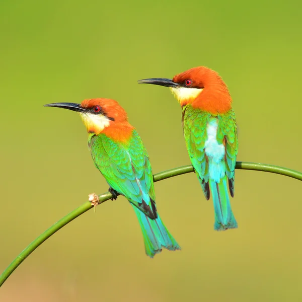 Arı yiyen kuş Çift — Stok fotoğraf