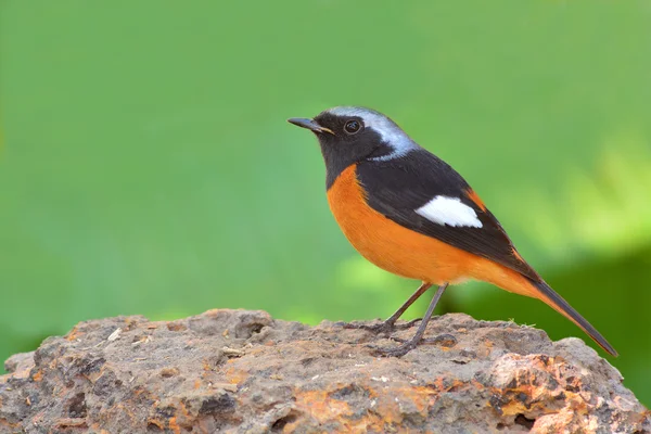 Daurian redstart πουλί — Φωτογραφία Αρχείου