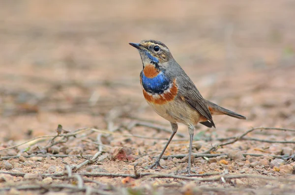 Blaukehlchen — Stockfoto