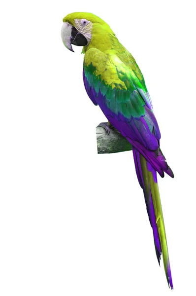 Yellow and green macaw — Stock Photo, Image