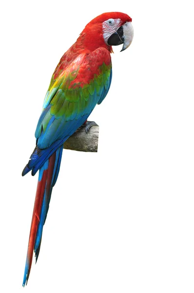 Červený a zelený macaw — Stock fotografie
