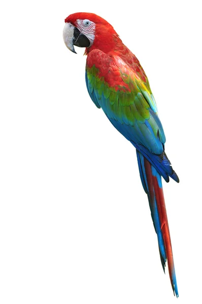 Red and green macaw — Stock Photo, Image