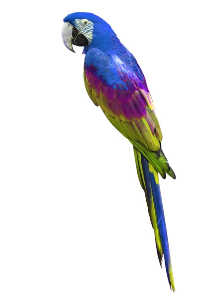 Macaw colorato — Foto Stock