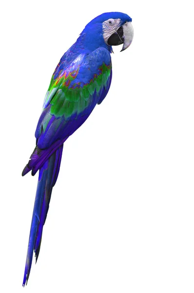 Purple macaw — Stock Photo, Image