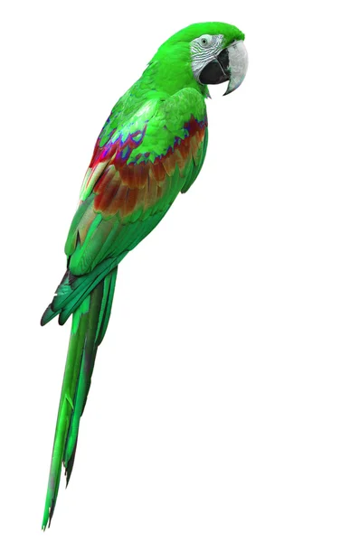 Green macaw — Stock Photo, Image