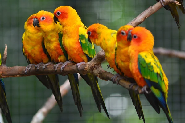 Sol conure loro pájaro — Foto de Stock