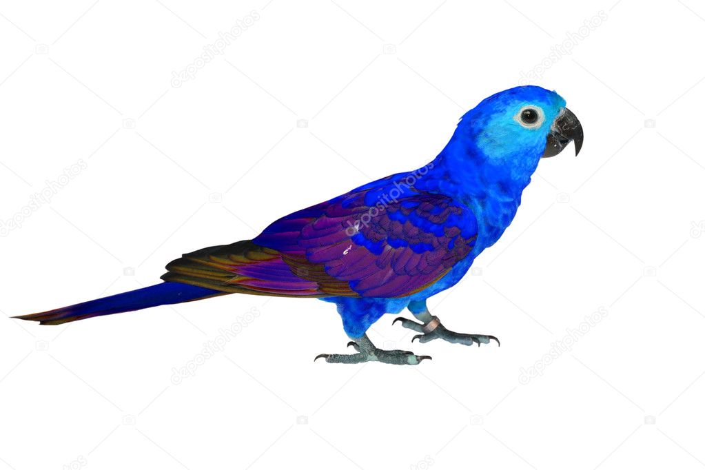 Beautiful colorful bird