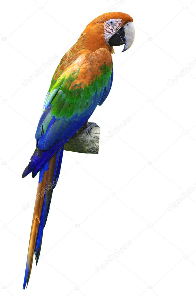 orange and green macaw