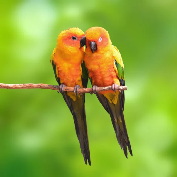 Zon papegaaiachtigen papegaai vogel — Stockfoto