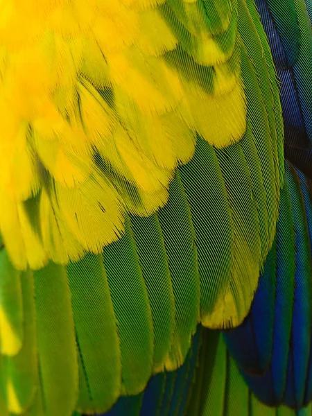 Sol Conure plumas — Foto de Stock