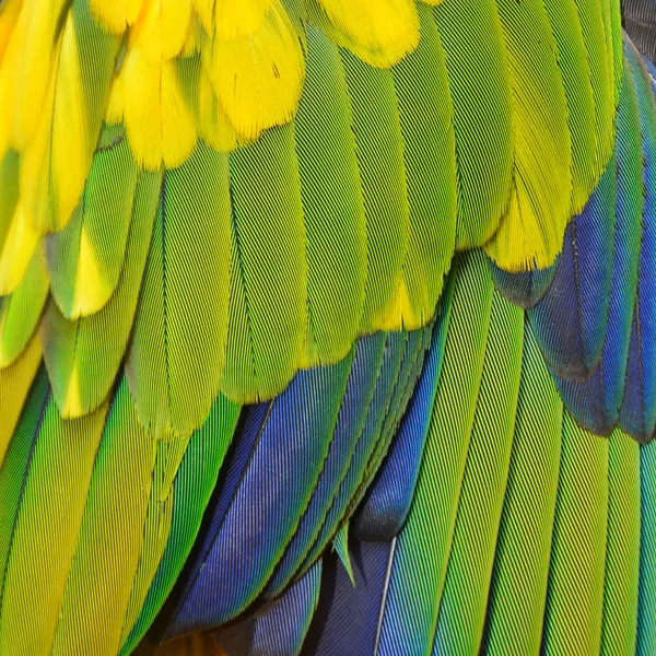Sun Conure feathers — Stock Photo, Image