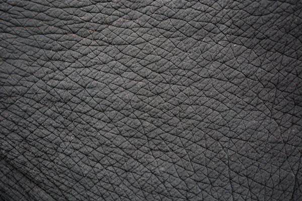 Elephant skin — Stock Photo, Image