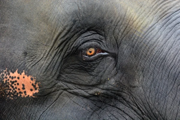 Oog van de olifant — Stockfoto