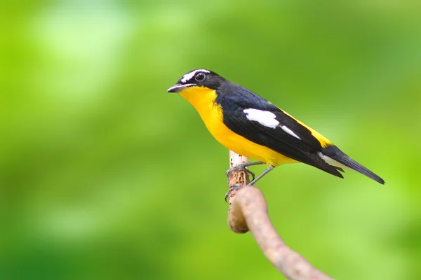 Žlutá flycatcher zpěvavý pták — Stock fotografie