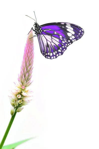 Пурпурная бабочка — стоковое фото