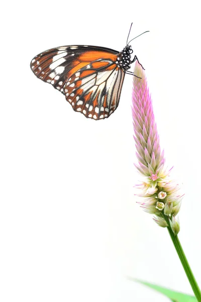 Monarch butterfly — Stock Photo, Image