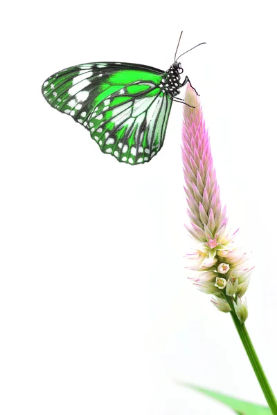 Mariposa verde — Foto de Stock