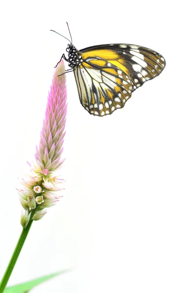 노란 나비 — 스톡 사진