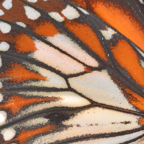 Ala de mariposa monarca —  Fotos de Stock
