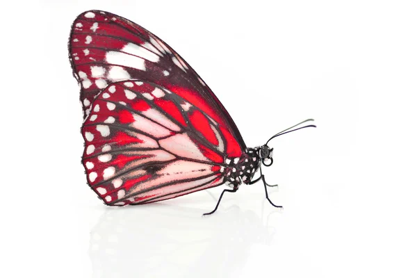 Mariposa roja — Foto de Stock