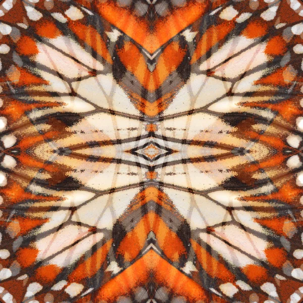 Monarch vlinder vleugel — Stockfoto