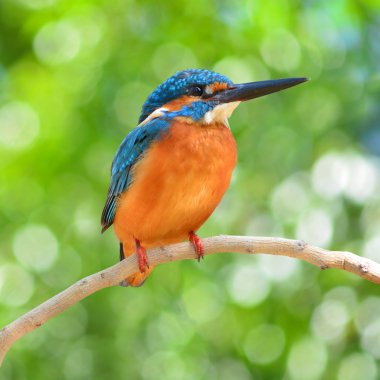 Kingfisher kuşu