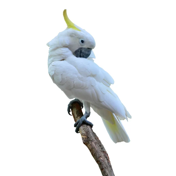 Cacatua crista de enxofre — Fotografia de Stock