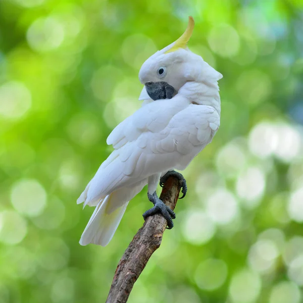 Schwefelhaubenkakadu — Stockfoto