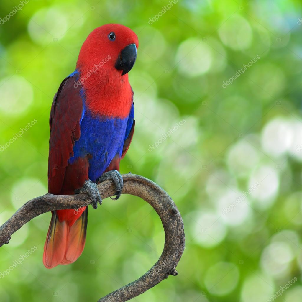 おしゃべりインコ オウム ストック写真 C Thawats