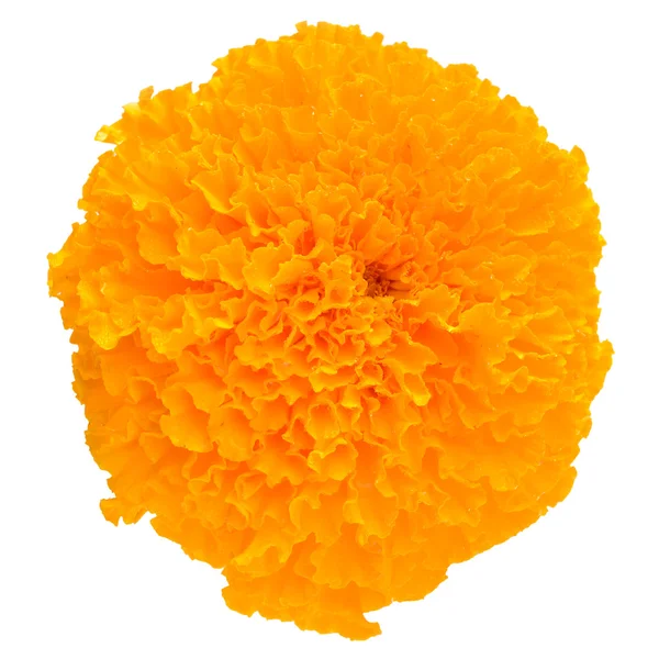 Marigold flower — Stock Photo, Image