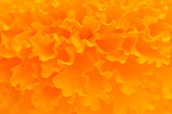 Marigold flower — Stock Photo, Image