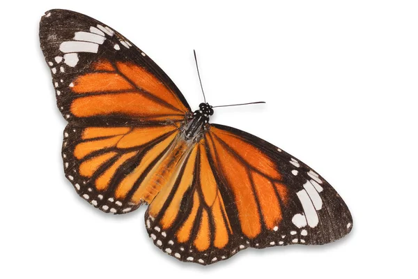 Mariposa monarca — Foto de Stock