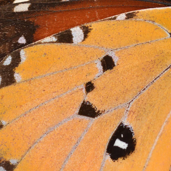 Butterfly Wing — Stock Photo, Image