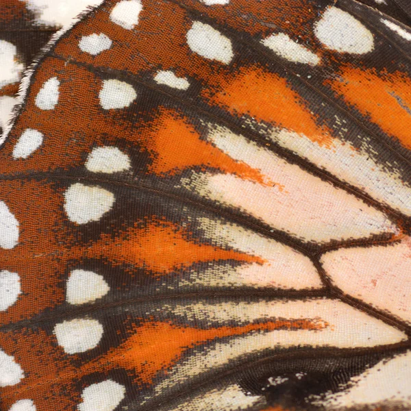 Крыло бабочки — стоковое фото