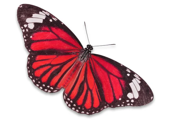 Mariposa roja — Foto de Stock