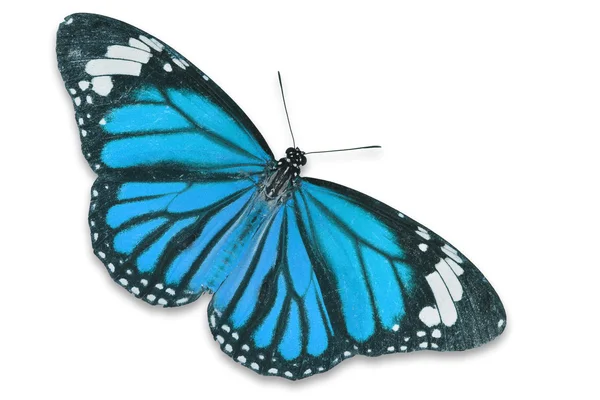 푸른 나비 — 스톡 사진