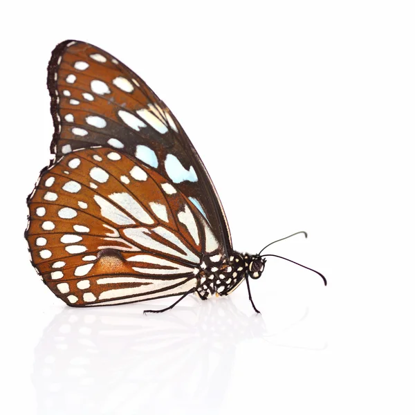 Farfalla marrone — Foto Stock